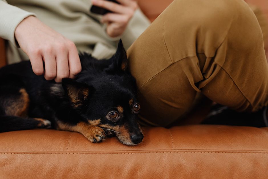 Mascotas y neurodivergencia: Beneficios reales de los animales de compañía en su regulación emocional.