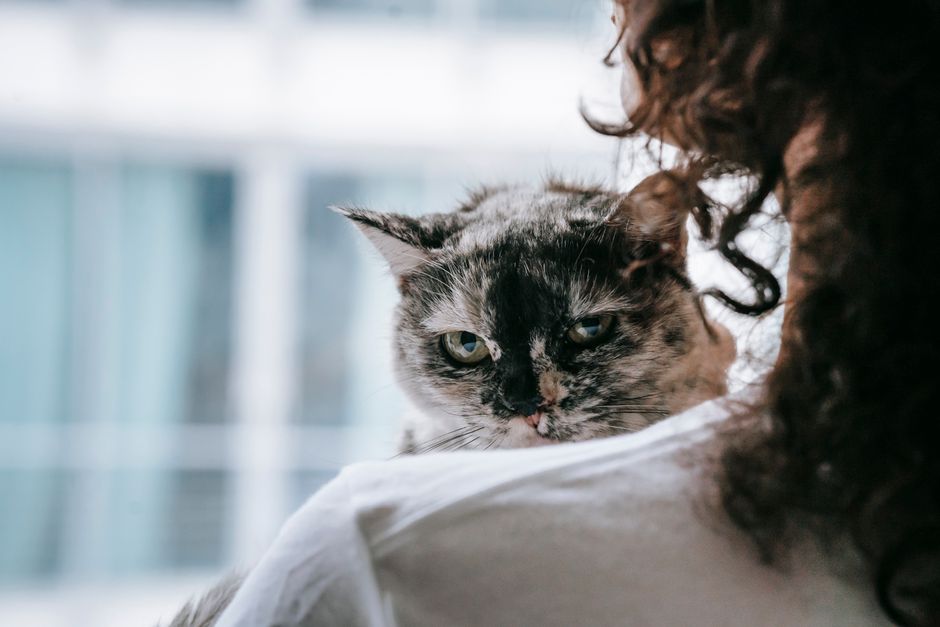 Mascotas y neurodivergencia: Beneficios reales de los animales de compañía en su regulación emocional.